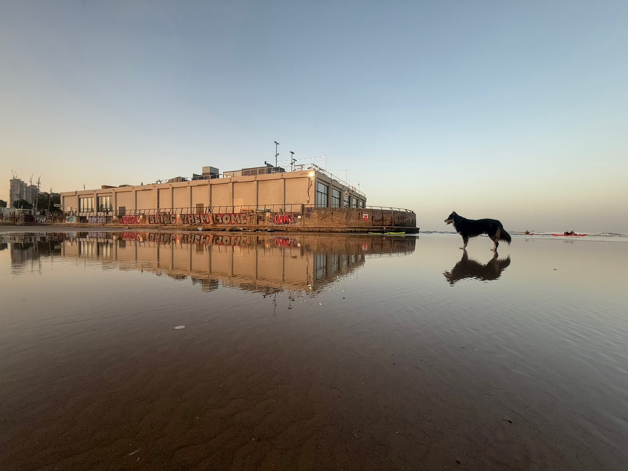 Original photo — dog on Tel Aviv beach